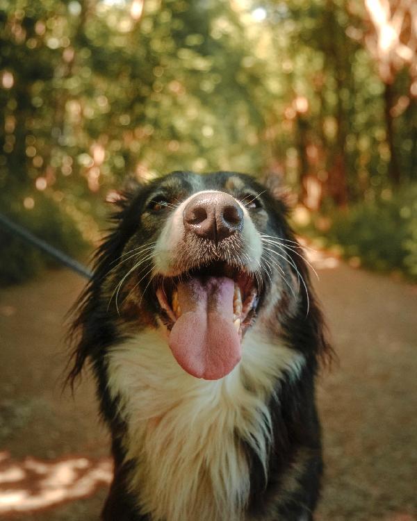 Mila, splendida Border Collie Foto 5